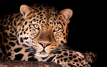 Leopard, Magnificent leopard, Macbook Air HD wallpaper