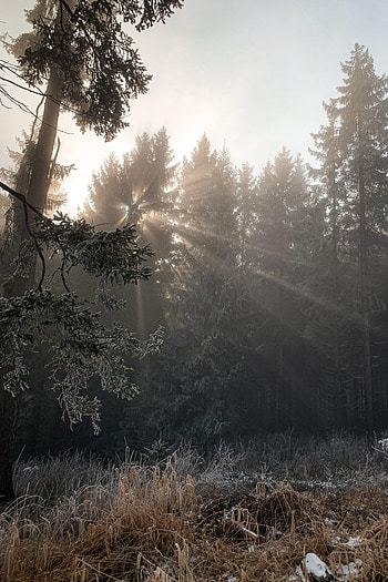 Forest, Nature, Trees, Frost, Foliage, Lights Of A Sun, Rays Of The Sun HD phone wallpaper