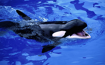 Animals, Water, Sea, Kitten, Whale, Killer Whale, Kitenok HD wallpaper