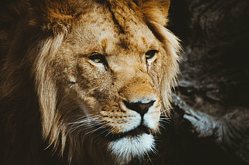 Animals, Muzzle, Lion, Predator, Sight, Opinion HD wallpaper