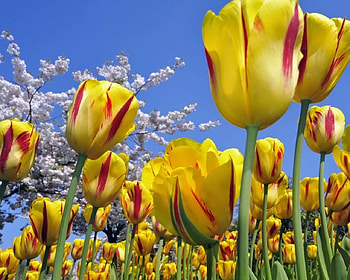 Lovely Tulips, colorful, sky, tulips, yellow HD wallpaper