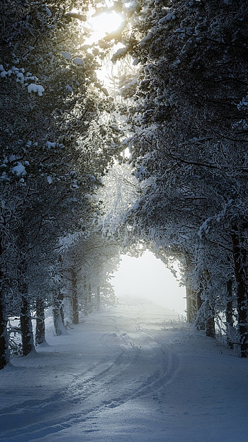 Winter Background, Winter Season HD phone wallpaper