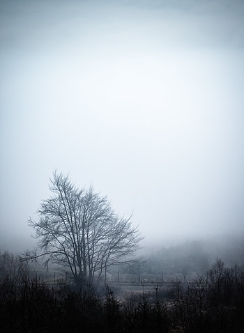 Nature, Sky, Wood, Tree, Fog HD phone wallpaper