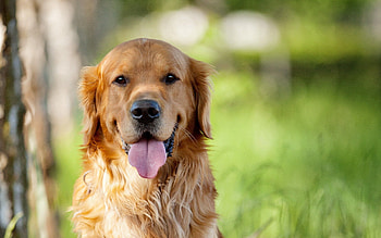 Animals, Grass, Fluffy, Dog, Relaxation, Rest, Language, Tongue HD wallpaper