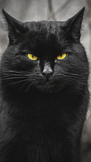 Black Cat, Black Cat Kitty HD phone wallpaper