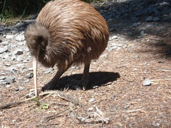 the kiwi, no wings, flightless bird HD wallpaper