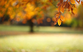 Leaves on Branch HD wallpaper