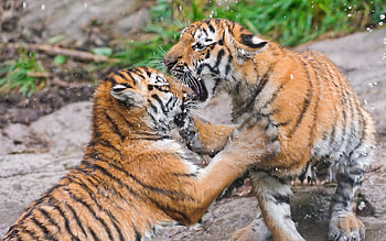 Animals, Tigers, Couple, Pair, Fight HD wallpaper