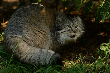 Animals, Grass, Bush, Hide, Fright, Pallas' Cat, Manul HD wallpaper