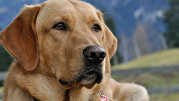 Labrador Retriever , ultra , Natural landscapes, Faithful companion HD wallpaper