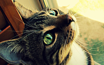 Animals, Cats HD wallpaper