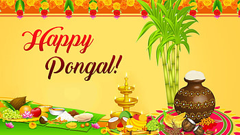 Happy Pongal Celebration Pongal HD wallpaper
