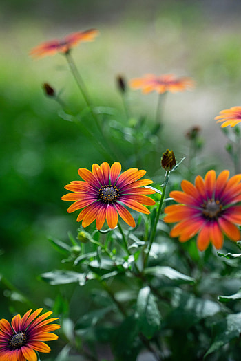 Flowers, Flower, Bloom, Flowering, Focus, Osteospermum HD phone wallpaper