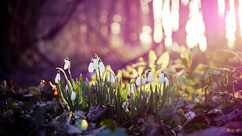 Snow Drops On Flowers, snow, drops, flowers, nature HD wallpaper