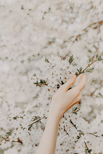 Flowers, Sakura, Hand, Branch, Tenderness, Spring HD phone wallpaper