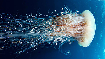 Jellyfish, Biology HD wallpaper