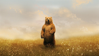 Bear In Field, bear, field, animals HD wallpaper