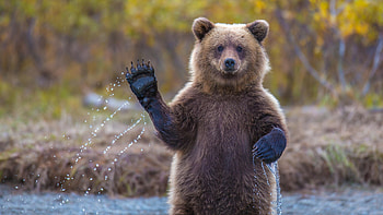 Grizzly bear, National Geographic HD wallpaper