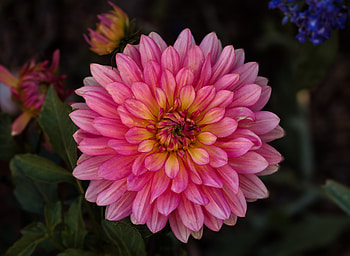 Pink dahlia, flower HD wallpaper