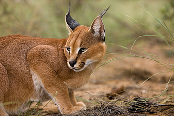 African wilderness, Enigmatic hunter, Captivating wilderness, Untamed beauty HD wallpaper