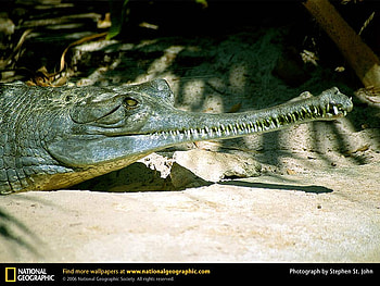 Gavial, reptiles, animals HD wallpaper