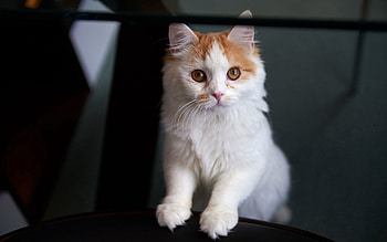 Animals, Cat, Sight, Opinion, Nice, Sweetheart HD wallpaper
