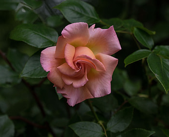 Plant, leaves, flower, rose HD wallpaper