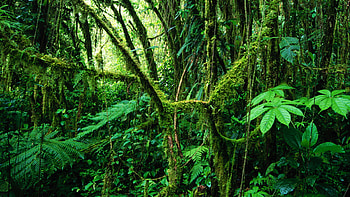 Jungle oasis, Nature's playground, Serene beauty, retreat HD wallpaper