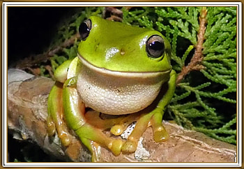 PRETTY FROG, PRETTY, NATURE, FROG HD wallpaper