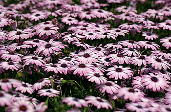 Flowers, Shine, Light, Blur, Smooth, Greens, Flower Bed, Flowerbed, Dimorfoteka, Dimorphotheque HD wallpaper