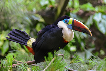Animals, Feather, Bird, Beak, Toucan, Thickets, Thicket HD wallpaper
