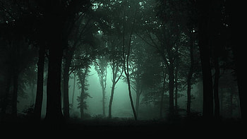 Scary Forest HD wallpaper