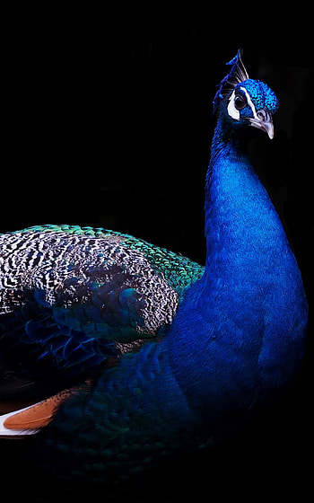 Animal mobile , resolution, High-definition , Stunning backgrounds HD phone wallpaper