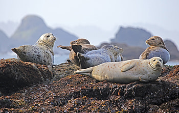 Animals, Seals, Land, Elevation HD wallpaper