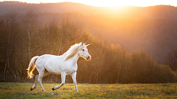 Unicorn myth origin, Fascinating history, Mythical symbolism, Ancient legends HD wallpaper