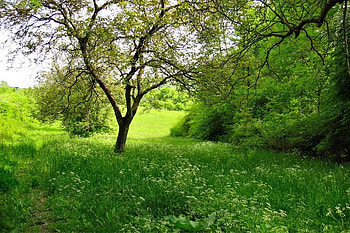 Tree on grass, grass, nature, forest, trre HD wallpaper