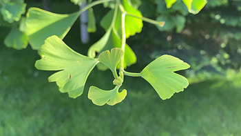 Ginkgo Biloba, stock footage, Natural videos, Botanical wonders HD wallpaper