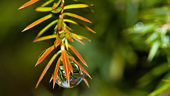 Grass, Leaves, Plant, Macro, Drop HD wallpaper