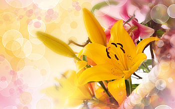 *** Nice bouquet ***, nature, flowers, lilies, yellow HD wallpaper