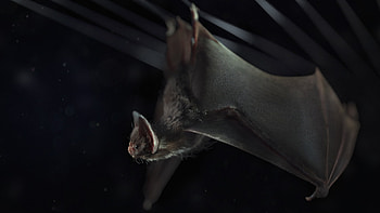 Vampire, Bats HD wallpaper