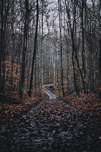 Nature, Trees, Road, Forest, Fallen Foliage, Fallen Leaves HD phone wallpaper
