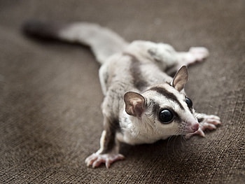 Sugar gliders, Unique pets, Human-animal bond, Fascinating animal behavior HD wallpaper