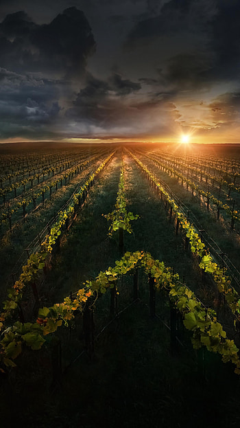 Star Trek: Picard (2022) movie HD phone wallpaper
