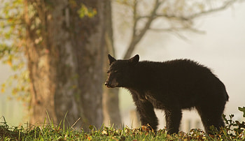 Animals, Grass, Teddy Bear, Wood, Tree, Blur, Smooth, Bear Cub HD wallpaper