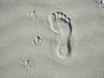 Footprints in the sand on Waihi Beach, summer, sand, seagul, water, ocean, beach HD wallpaper