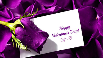 Happy Valentine's Day, Valentines, Valentine, purple, still life, rose, Valentines Day, petals, Happy Valentines Day, heart HD wallpaper