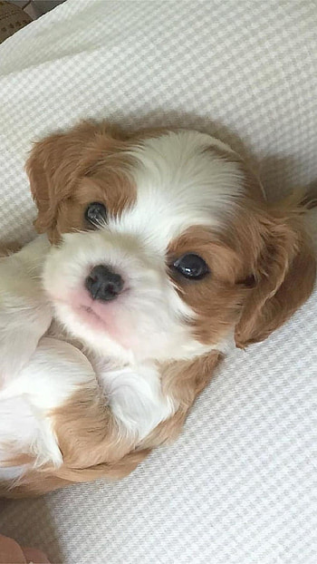 Cute Dog, Puppy, Baby Dog HD phone wallpaper