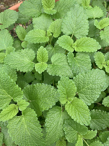 Lemon Balm online store, Lost Weekend Farms, Culinary ingredient, Herbal tea HD phone wallpaper