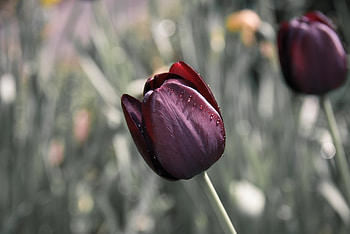 Flowers, Flower, Bud, Blur, Smooth, Tulip HD wallpaper