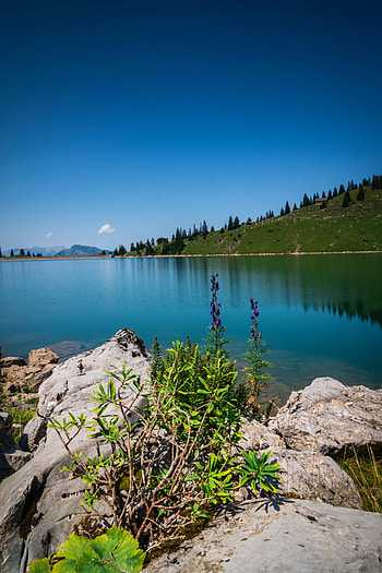 Nature, Flowers, Trees, Stones, Lake, Shore, Bank HD phone wallpaper